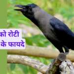 कौवा को रोटी खिलाने के फायदे
