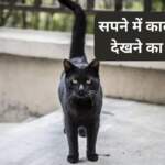 सपने में काली बिल्ली देखने का मतलब