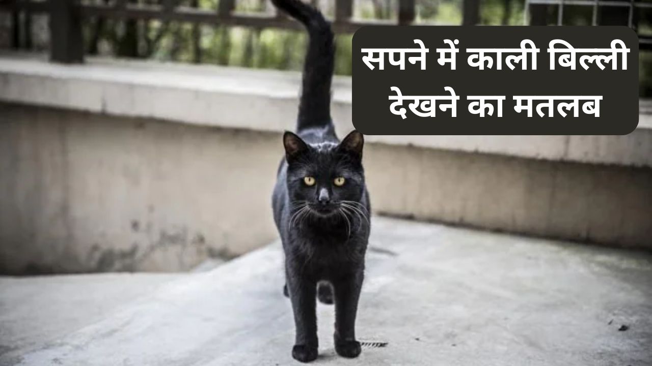 सपने में काली बिल्ली देखने का मतलब