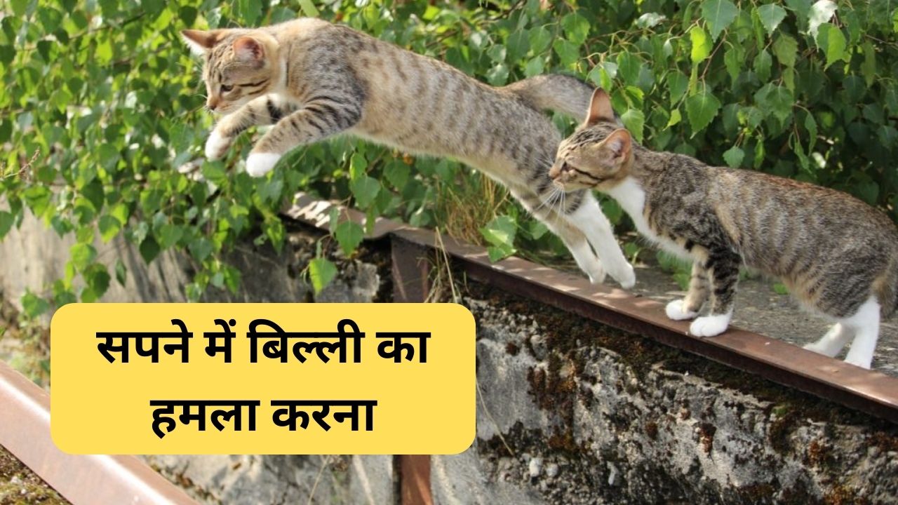 सपने में बिल्ली का हमला करना कैसा संकेत होता है?