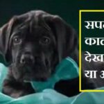 सपने में काला कुत्ता देखना