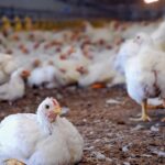 Poultry Farming Business