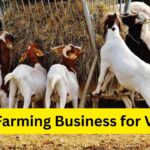 Goat Farming Business