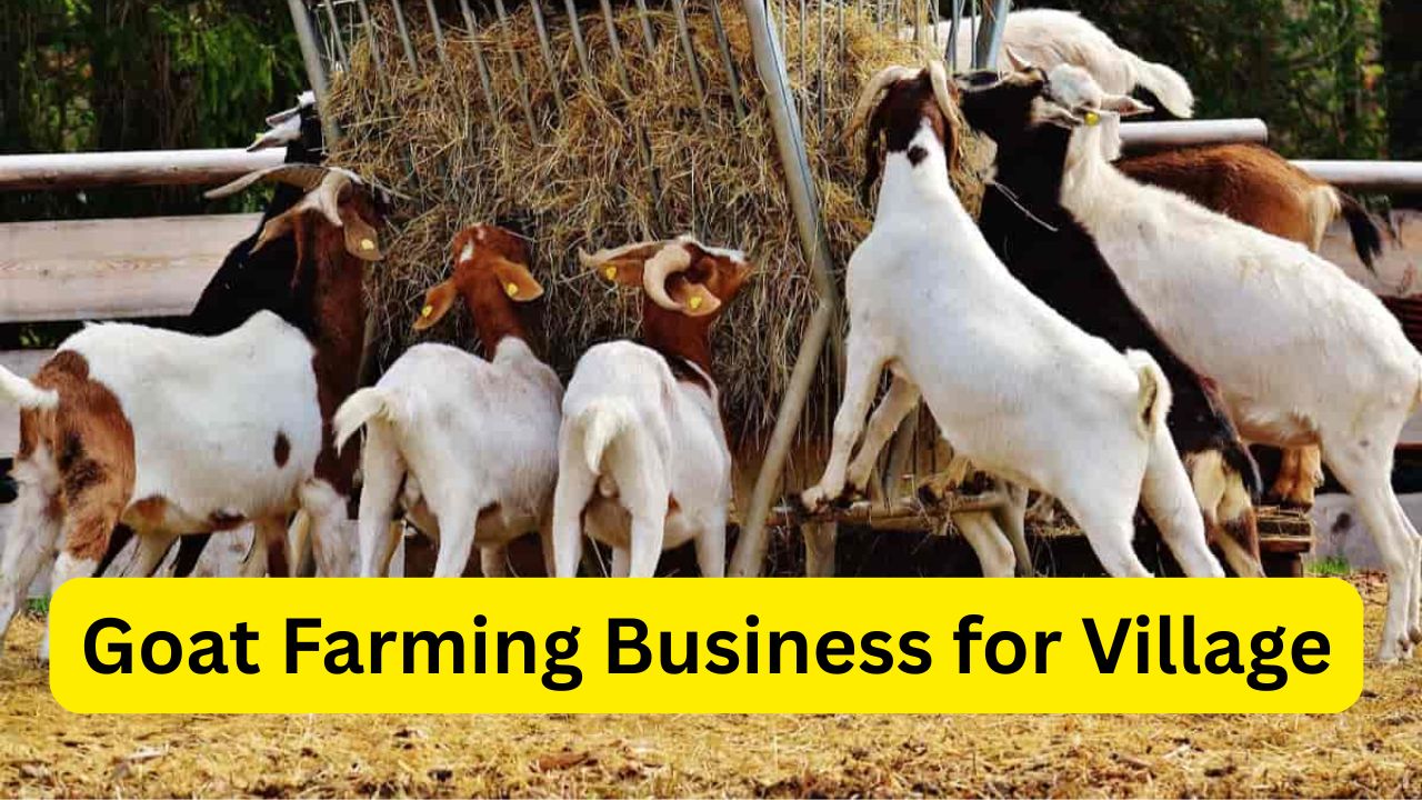 Goat Farming Business